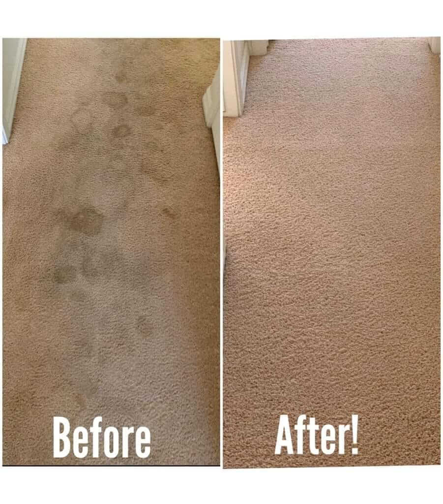 before and after photos of our pet stain removal services